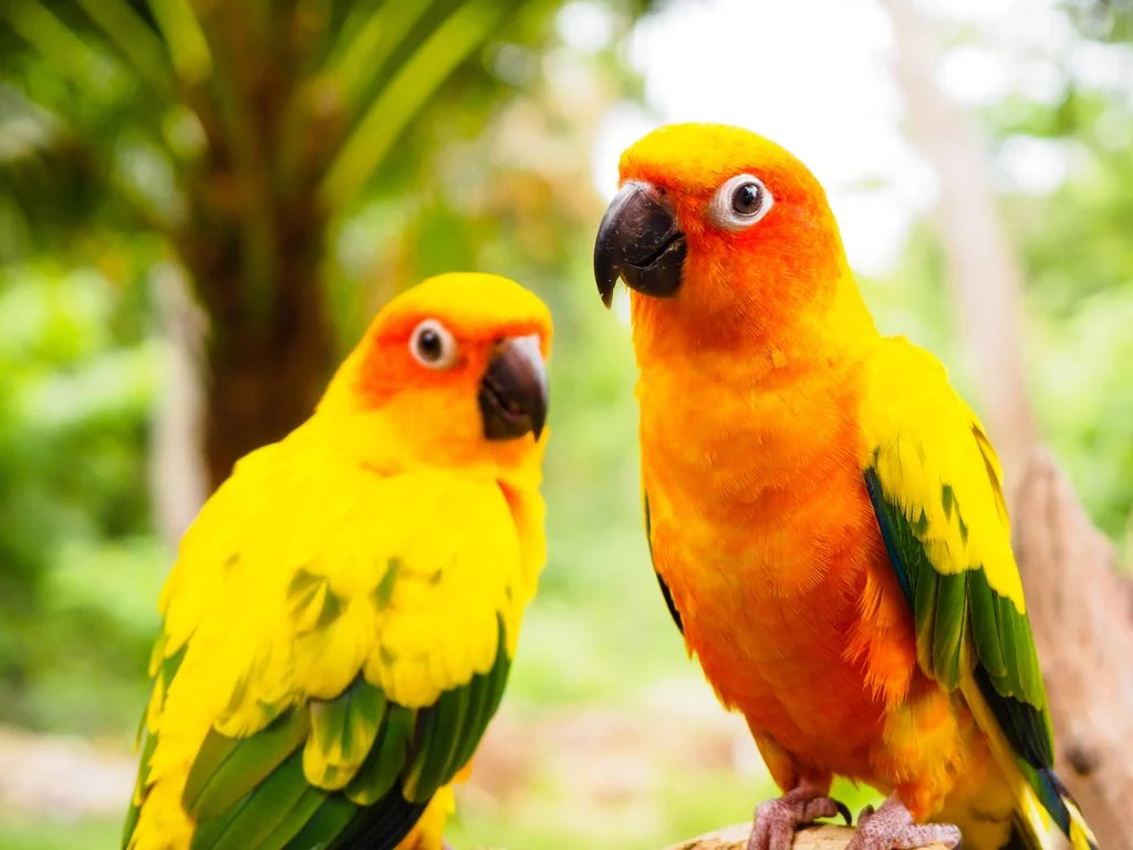 Birds