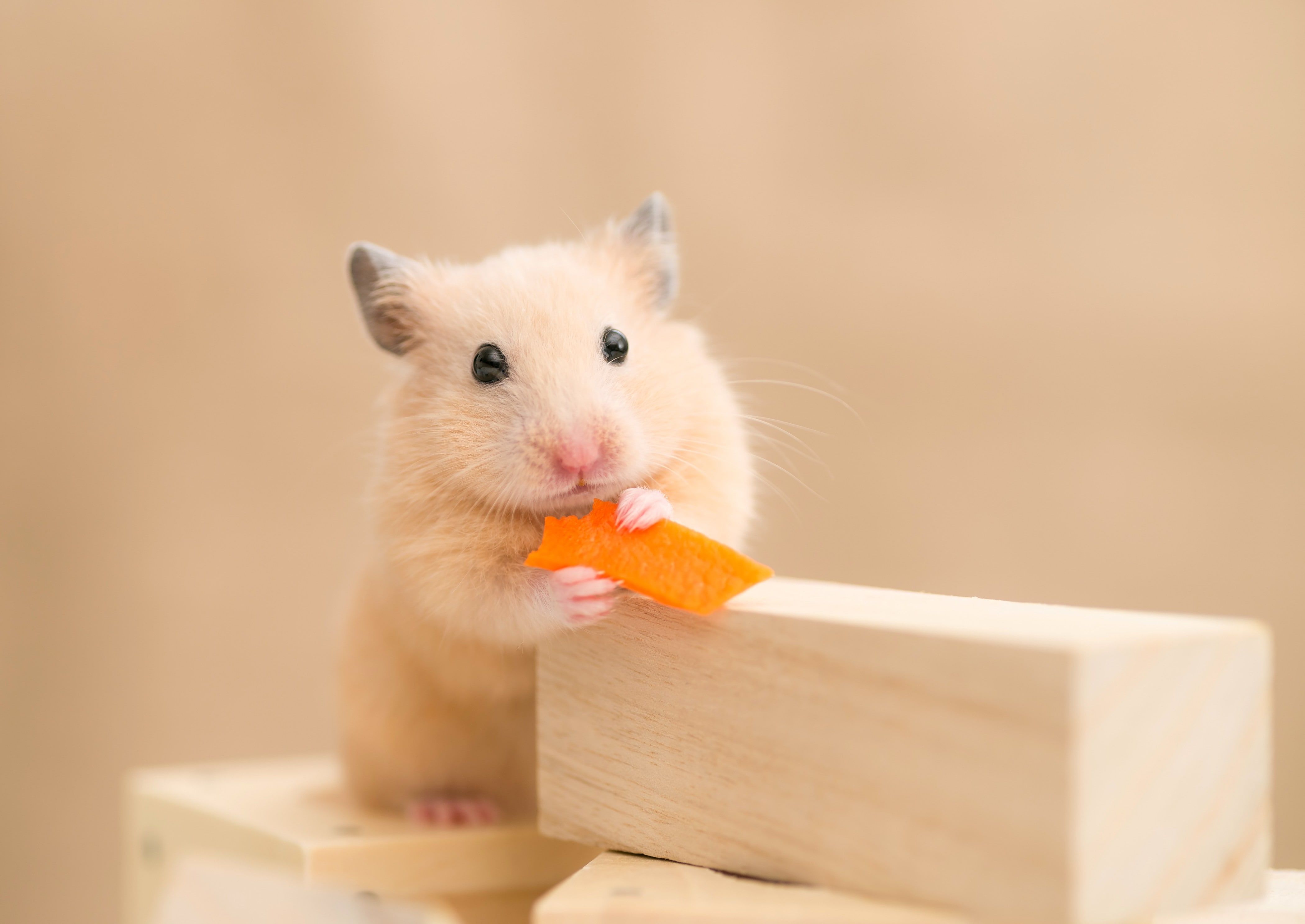 Hamster