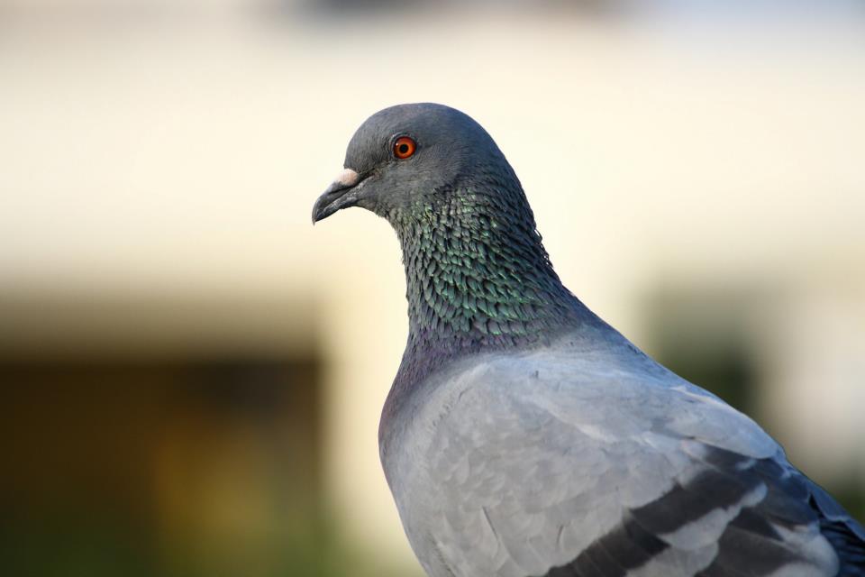 Pigeon