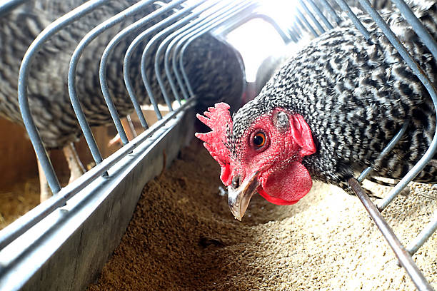 Poultry